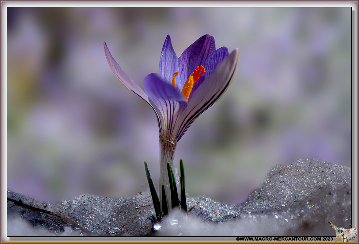 Crocus Versicolor
